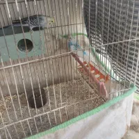 قفس پرنده دو عدد باوسایل کامل