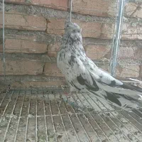 کفتر سرور نوک قنار