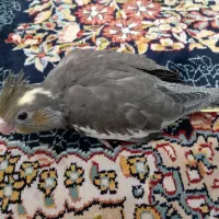 جوجه عروس هلندی و عروس هلندی جفت