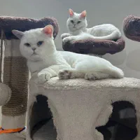 گربه پرشین یک سال و نیم