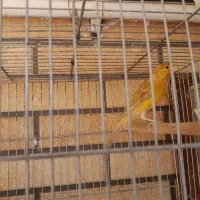 قناری دارچین نر|پرنده|کرمان, |دیوار