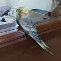 جفت عروس هلندی