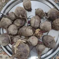 فروش چغندرلبو