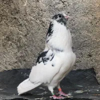 کفترپرشی‌کبوتر