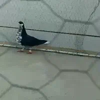 کبوتر فروشی