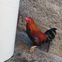 دوعدد خروس دورگه و هلندی