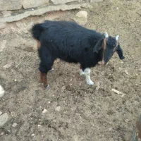 بز و بزغاله|حیوانات مزرعه|شهمیرزاد, |دیوار