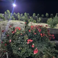 اجاره باغ ویلا در صحنه