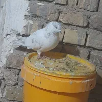 کفتر|پرنده|صائین قلعه, |دیوار