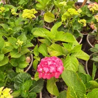 گل ادریسی یا بوداغ ۷ رنگ تک و عمده موجود