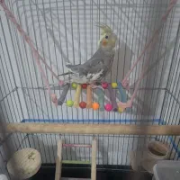 عروس هلندی