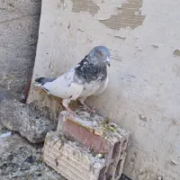 ۳تا پرشی|پرنده|جزنیک, |دیوار