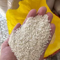 لاشه هاشمی تازه سورتینگ شده
