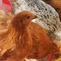 کاسرک مرغ دم تخم