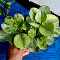 انواع گل زیره قیمت بازار و جوجه لاری