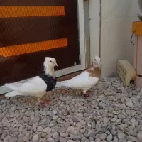 کبوتر طوقی