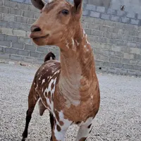 نری صلاله پیچی اصل