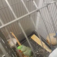 شاه طوطی|پرنده|قرچک, زیبا شهر|دیوار