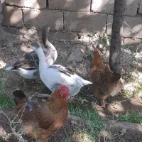 مرغ و غاز
