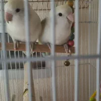 طوطی برزیلی مولد|پرنده|شاهین‌شهر, خانه کارگر|دیوار