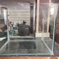 یک عدد آگواریوم سالم