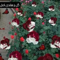 باغبانی