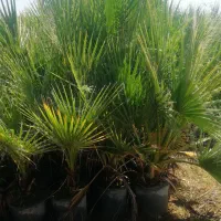 درخت گرمسیری|خدمات باغبانی و درختکاری|رامهرمز, |دیوار