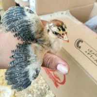 فروش جوجه ۱۵ روزه