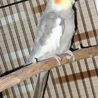 عروس هلندی نر