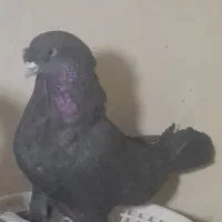 کبوتر ترکیه سیاه