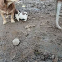 سگ پاکوتاه نگهبان|سگ|سیمین شهر, |دیوار