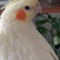 عروس  لوتینو ماده