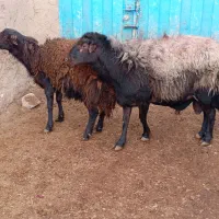 قوچ‌ و بره قوچی افشاری)شیشک کاوور میش بز‌‌ بزغاله|حیوانات مزرعه|تربت‌حیدریه, پایانه مسافربری تربت حیدریه|دیوار