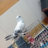 کبوتر شامی کاکلی ماده