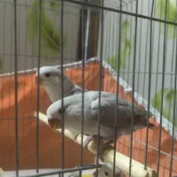 جوجه کوتوله برزیلی|پرنده|خمینی‌شهر, |دیوار