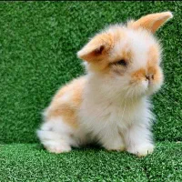 خرگوش مینیاتوری|موش و خرگوش|تهران, سلسبیل شمالی|دیوار