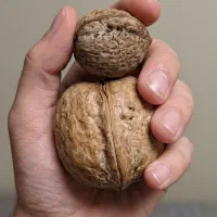 گردو تا انگور همه نهال ها موجوده، مناسب مناطق سرد