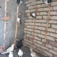 کبوتر رنگه|پرنده|بیرجند, |دیوار