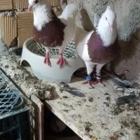 کبوتر|پرنده|بندر ماهشهر, |دیوار