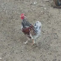 خروس گوشتی|حیوانات مزرعه|کاشان, طاهرآباد|دیوار