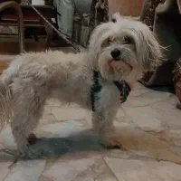 سگ پا کوتاه