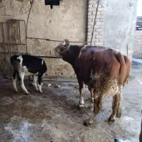 گاو شیر|حیوانات مزرعه|ملایر, |دیوار