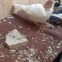 کبوتر جفت یال