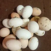 تخم مرغ رسمی تازه