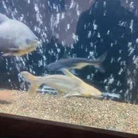 ماهی آکواریوم.گوشتخوار.گیاه خوار.کت فیش|ماهی|تربت‌حیدریه, قائم|دیوار