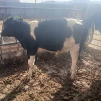 جوانه.گوساله.تلیسه|حیوانات مزرعه|تربت جام, میان جام|دیوار