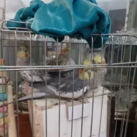 عروس هلندی|پرنده|ماهدشت, |دیوار