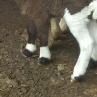 دو بره ماده تالشی|حیوانات مزرعه|شاندرمن, |دیوار