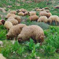 گوسفند میش بره