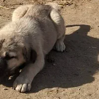 توله سگ پژدر ماده